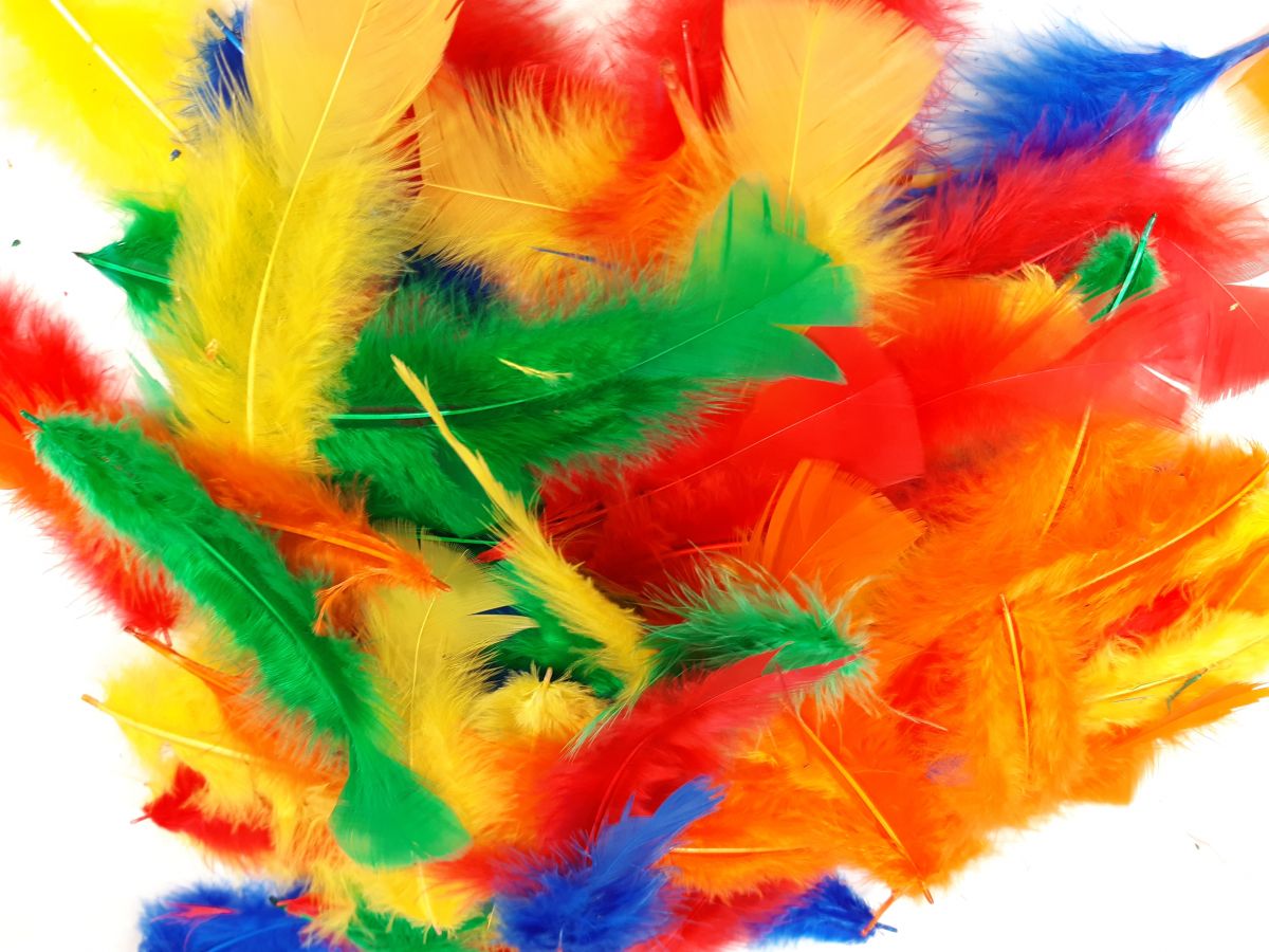 Plumes multicolres ( rouge, jaune, vert, bleu, orange)