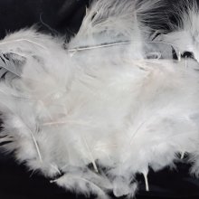 Plumes de marabout coloris blanc lot de 50